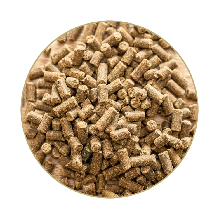 St. Hippolyt Magnesium B12