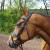 Ogłowie GFS Combi Dressage
