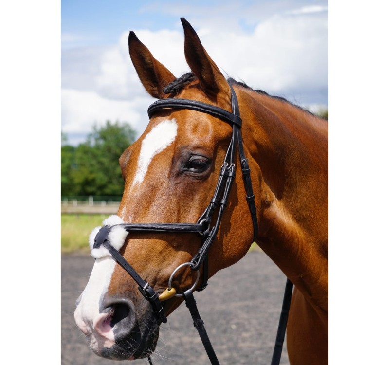 Ogłowie meksykańskie GFS Grackle