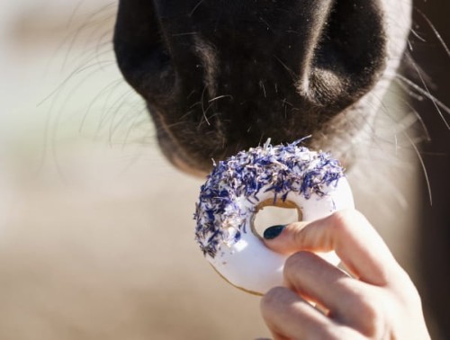 Donuty chaber i dzika róża Candy Horse