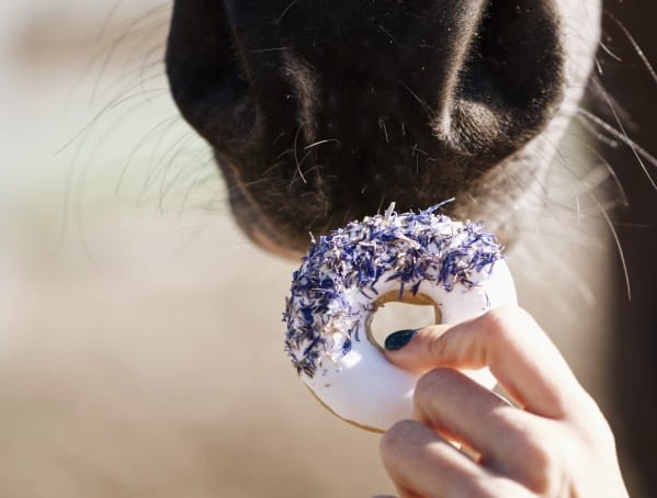 Donuty chaber i dzika róża Candy Horse