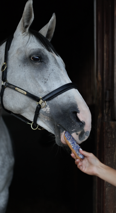 Ekler z chabrem niebieskim Candy Horse