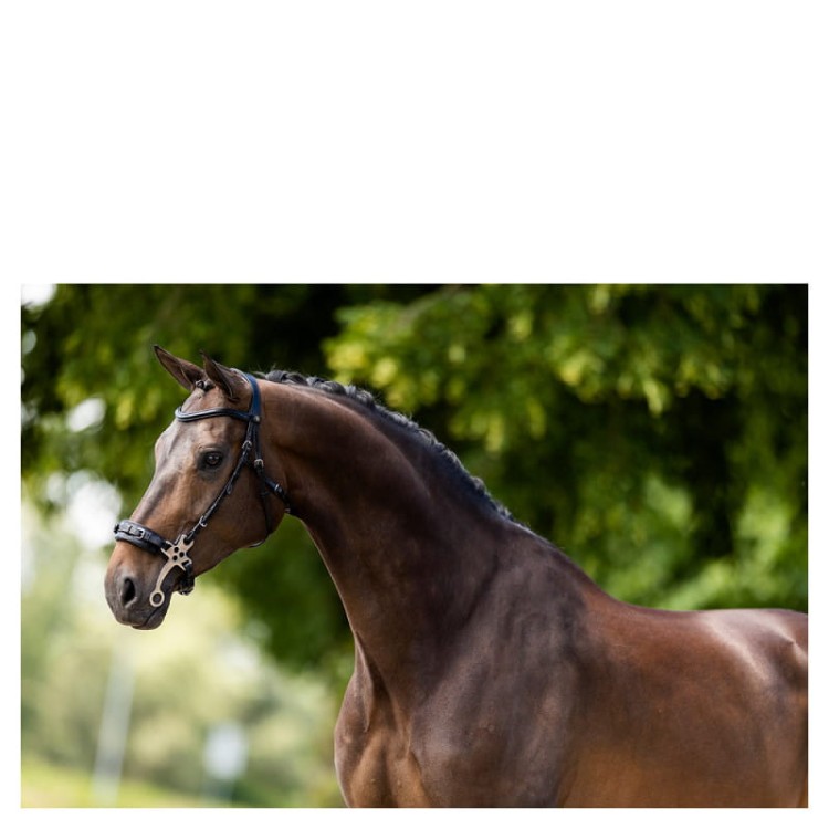 Ogłowie hackamore BR Lydney