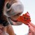 Ciastko Walentynkowe Candy Horse Emoji