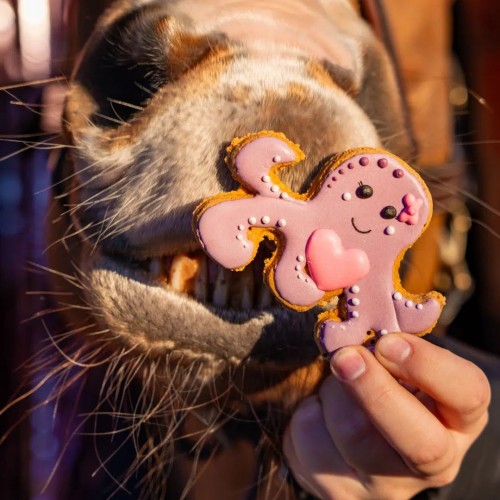 Ciastko Walentynkowe Candy Horse Ośmiorniczka