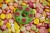 Donuty Foodie Candy Horse